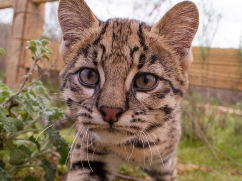 Cat tiger cub